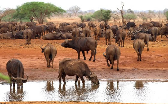 5 Days/4Nights Tsavo EAST Ngutuni- Taita Hills-Amboseli and Tsavo East National Parks